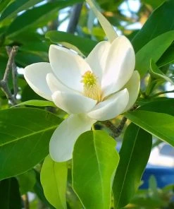 Plant Me Green Magnolia - Sweetbay