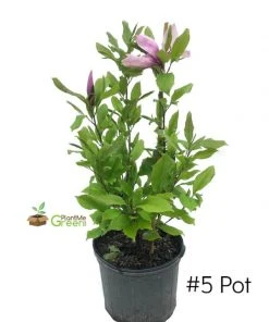 SN FLOWERING COLLECTION Magnolia - Alexandrina (Japanese)