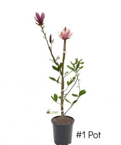 SN FLOWERING COLLECTION Magnolia - Alexandrina (Japanese)