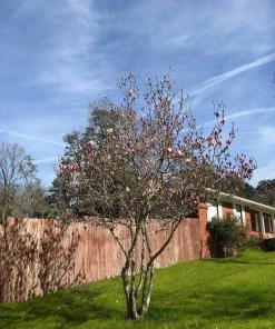 SN FLOWERING COLLECTION Magnolia - Alexandrina (Japanese)