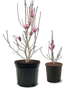 SN Magnolia - Ann (Japanese)