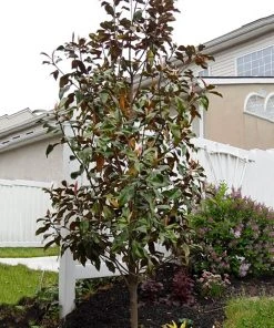 SN Magnolia - Bracken Brown Beauty (Southern)