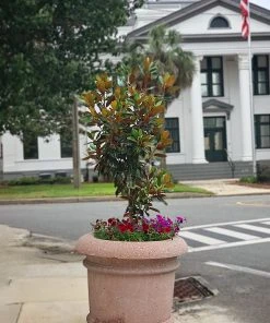 SN Magnolia - Little Gem (Southern)