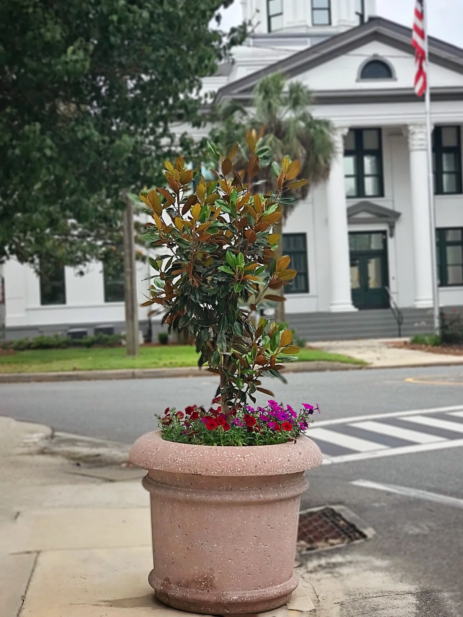 SN Magnolia - Little Gem (Southern)