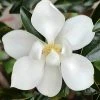 SN Magnolia - Little Gem (Southern)