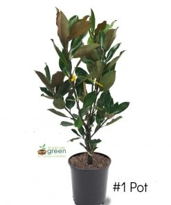 SN Magnolia - Little Gem (Southern)