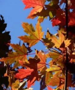 SN Maple - Autumn Blaze