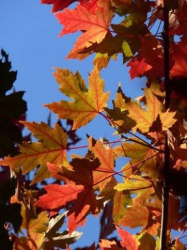 SN Maple - Autumn Blaze