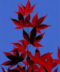 SN SHADE COLLECTION Maple - Japanese Red