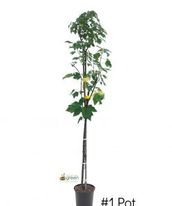 SN SHADE COLLECTION Maple - Red