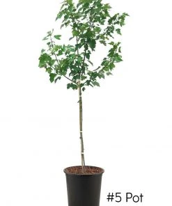 SN Maple - Sunset Red SHADE COLLECTION