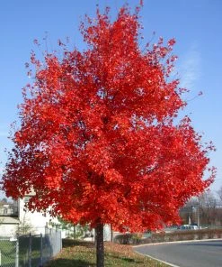 SN Maple - Sunset Red SHADE COLLECTION