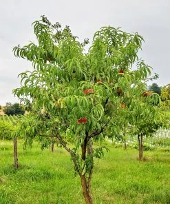 SN FRUIT COLLECTION Peach Trees - Redskin
