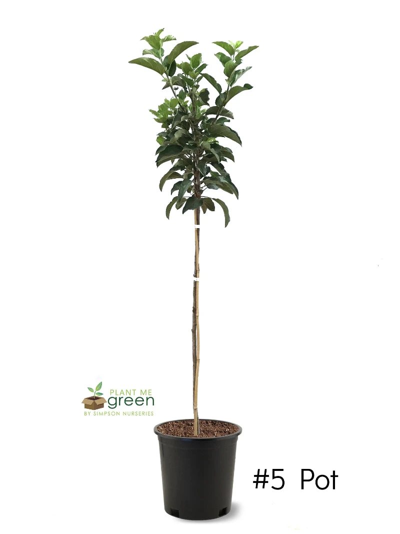 SN FRUIT COLLECTION Apple Trees - Melrose (Red)