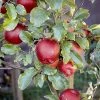 SN FRUIT COLLECTION Apple Trees - Melrose (Red)