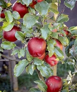 SN FRUIT COLLECTION Apple Trees - Melrose (Red)