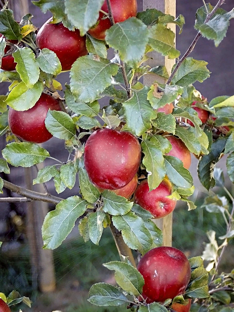 SN FRUIT COLLECTION Apple Trees - Melrose (Red)