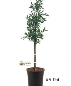 SN Plum Trees - Methley