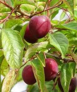 SN Plum Trees - Methley