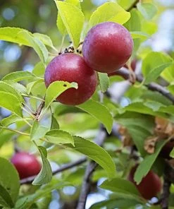 SN Plum Trees - Methley