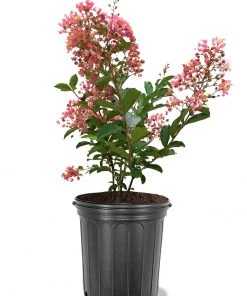 SN Crape Myrtle - Miami