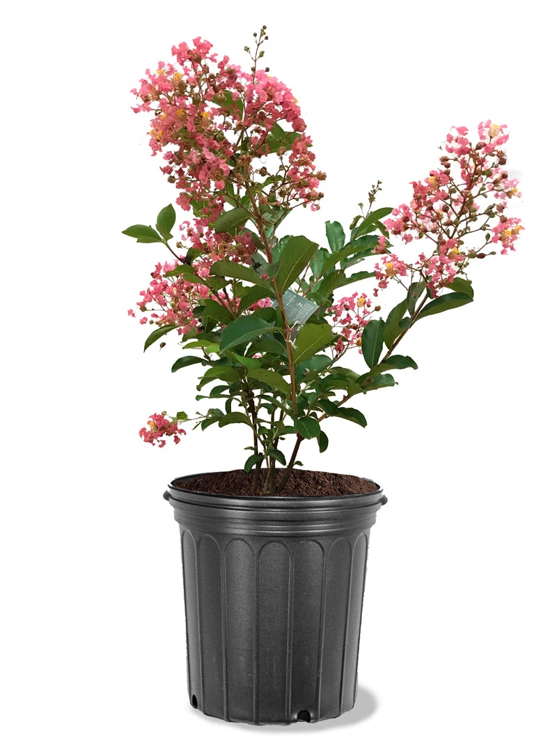 SN Crape Myrtle - Miami