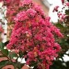 SN Crape Myrtle - Miami