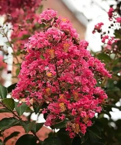 SN Crape Myrtle - Miami