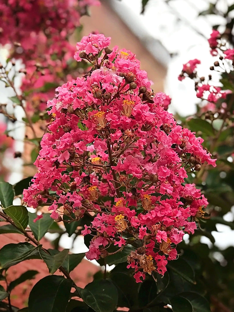 SN Crape Myrtle - Miami