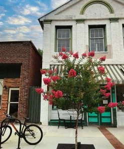 SN Crape Myrtle - Miami