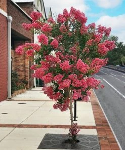 SN Crape Myrtle - Miami