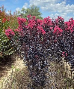 SN Crape Myrtle - First Editions® Midnight Magic™ FLOWERING COLLECTION