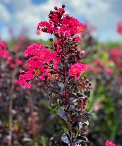 SN Crape Myrtle - First Editions® Midnight Magic™ FLOWERING COLLECTION