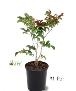 SN Crape Myrtle - Southern Living™ Miss Frances