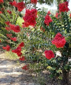 SN Crape Myrtle - Southern Living™ Miss Frances