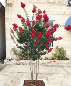 SN Crape Myrtle - Southern Living™ Miss Frances