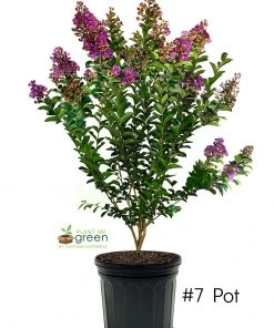 SN Crape Myrtle - Southern Living™ Miss Sandra
