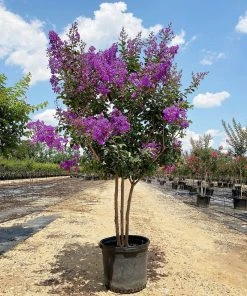 SN Crape Myrtle - Southern Living™ Miss Sandra