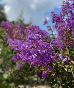 SN Crape Myrtle - Southern Living™ Miss Sandra