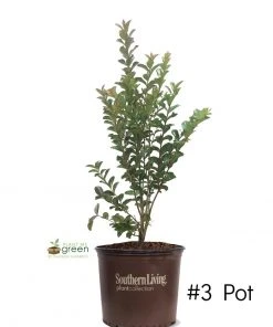 SN Crape Myrtle - Southern Living™ Miss Sandra