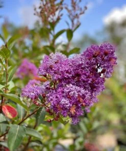 SN Crape Myrtle - Southern Living™ Miss Sandra