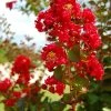 SN Crape Myrtle - Southern Living™ Miss Frances