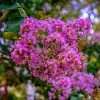 SN Crape Myrtle - Southern Living™ Miss Sandra