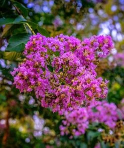 SN Crape Myrtle - Southern Living™ Miss Sandra