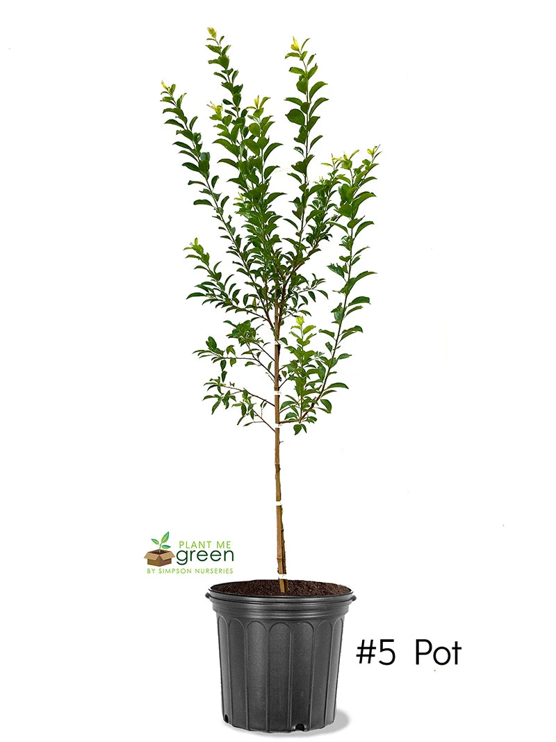 SN FRUIT COLLECTION Plum Trees - Morris