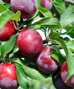 SN FRUIT COLLECTION Plum Trees - Morris