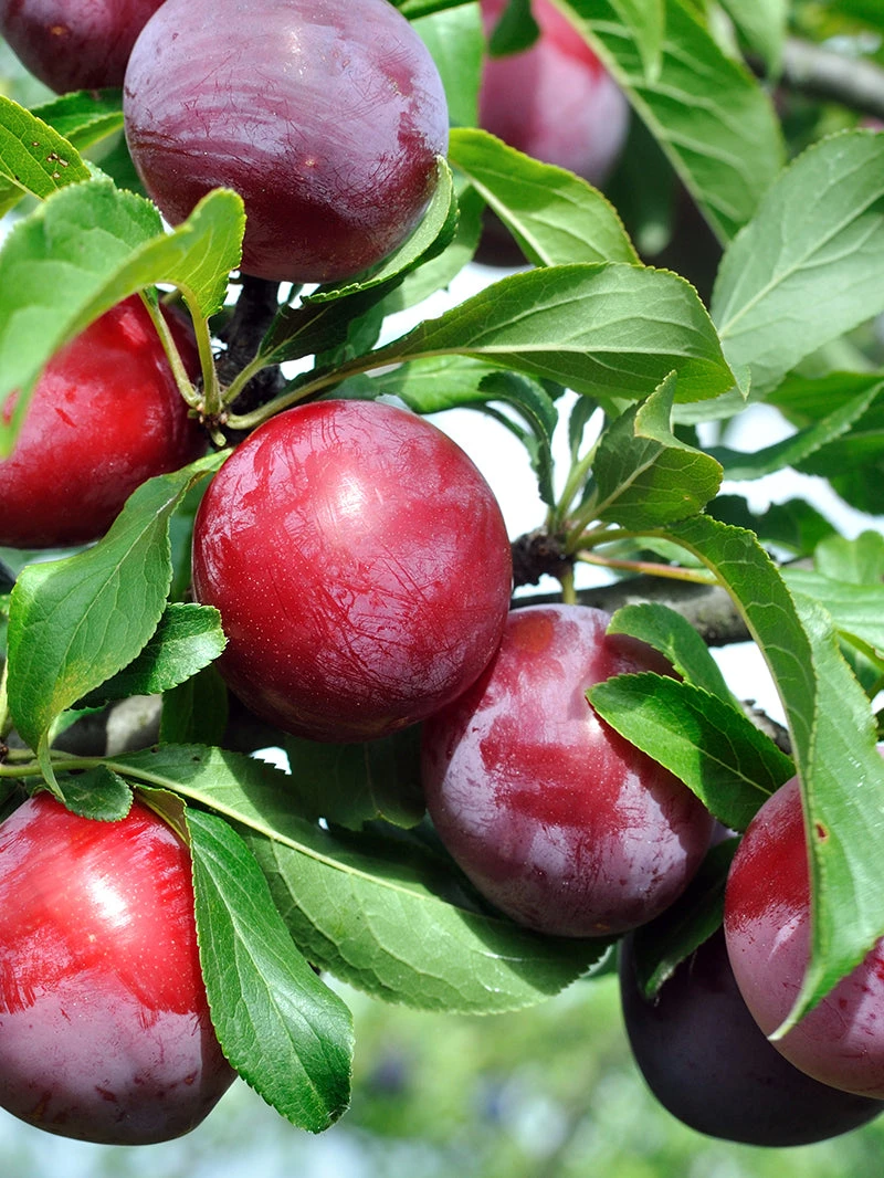 SN FRUIT COLLECTION Plum Trees - Morris