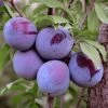 SN FRUIT COLLECTION Plum Trees - Morris