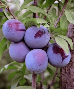SN FRUIT COLLECTION Plum Trees - Morris