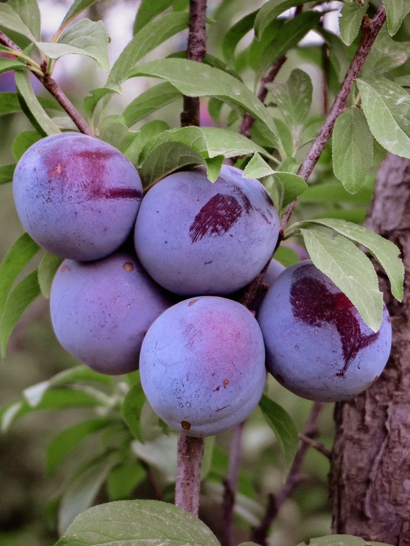 SN FRUIT COLLECTION Plum Trees - Morris